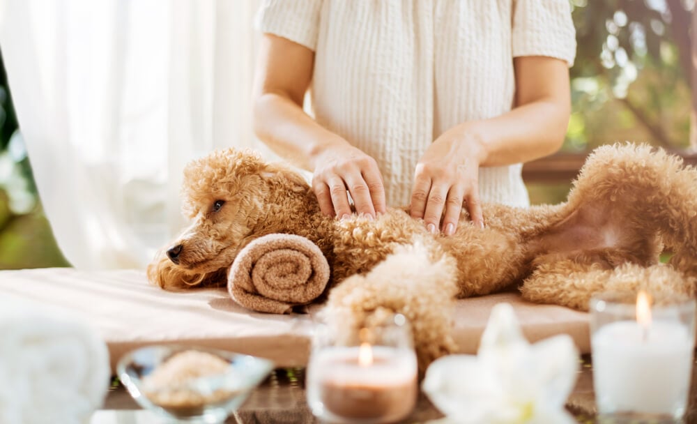 pet spa_Woman giving body massage to a dog. Spa still life with aromatic candles, flowers and towel.