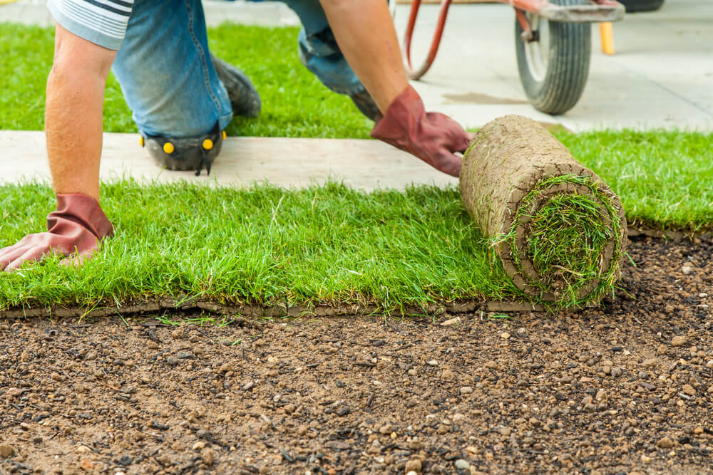 landscaping_Gardening - Gardener laying sod for the new lawn